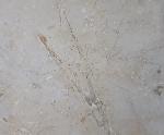 Hibolithes sp. (MONTFORT 1808) - Bild &copy; FossNet FossilienStore